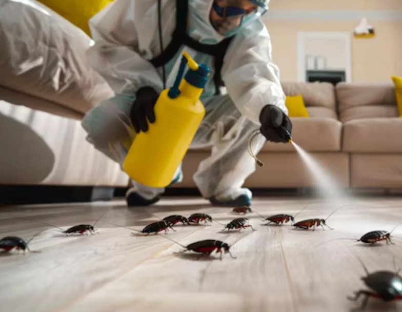 termite control in canberra