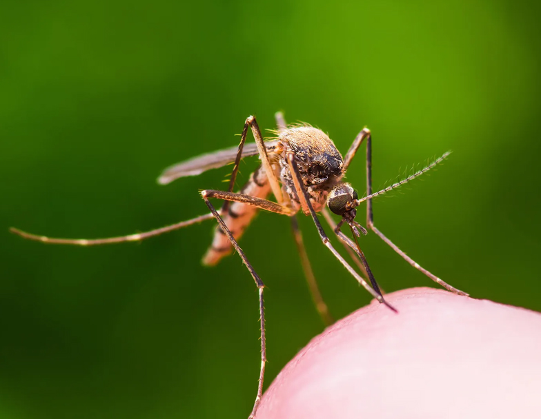 termite control in canberra