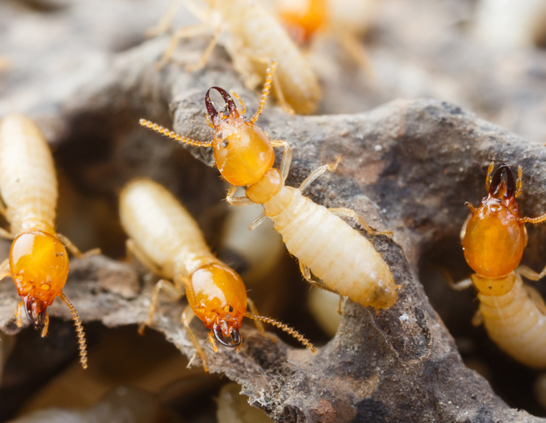 termite control in canberra